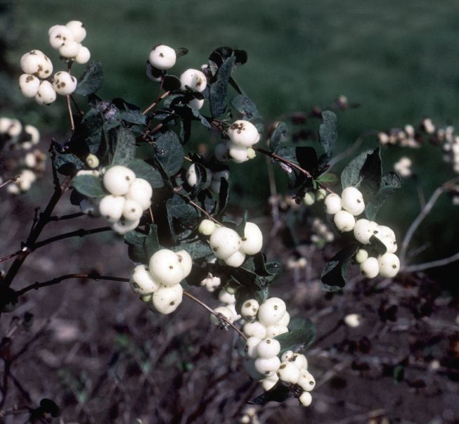 Symphoricarpos albus (Common Snowberry, Upright snowberry, White snowberry)